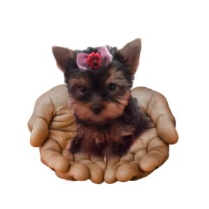 filhotes disponíveis de yorkshire na palma da mão