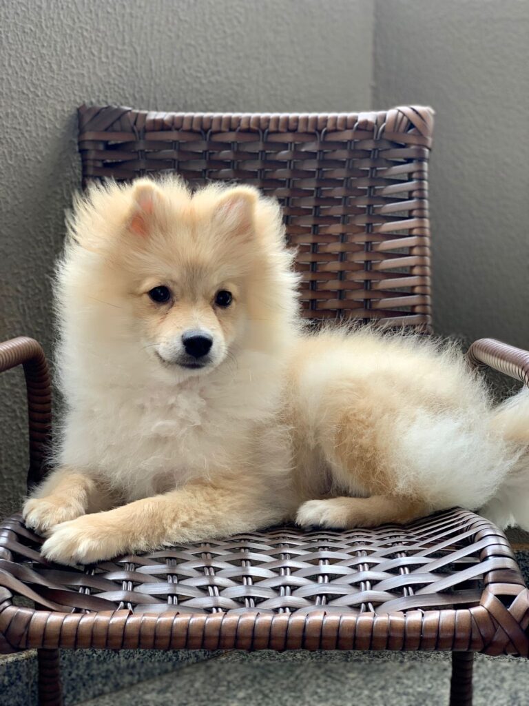 Clientes Satisfeitos _ Filhote de Spitz Alemão _ Chlóe_29.05.21 _ Canil Crystal de Anjos