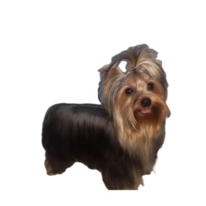Yorkshire Terrier _ Filhotes _ Canil _ york ethan1