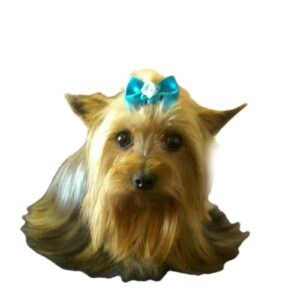 Yorkshire Terrier _ Filhotes _ Canil _ york olivia