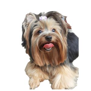 filhotes de yorkshire terrier e spitz alemão para venda no Canil