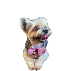 filhotes de yorkshire terrier e spitz alemão para venda no Canil _ york.aline