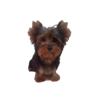 Yorkshire Terrier _ Filhotes _ Canil _ york.chaveirinho