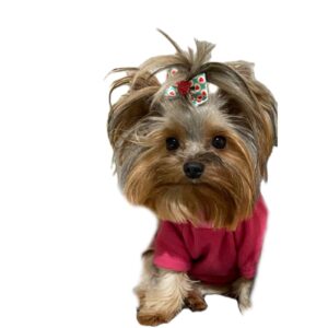 Yorkshire Terrier _ Filhotes _ Canil _ york.emily