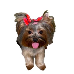 filhotes de yorkshire terrier e spitz alemão para venda no Canil_york.pitchulinha