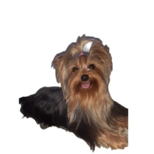 Yorkshire Terrier _ Filhotes _ Canil _ york.zayn