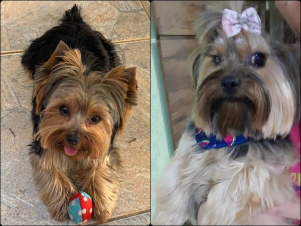 Clientes Satisfeitos _ Filhote de Yorkshire _ ravi 2021_ e 2018 amora _ Canil Crystal de Anjos Clientes Satisfeitos _ Filhote de Yorkshire _ ravi 2021_ e 2018 amora _ Canil Crystal de Anjos