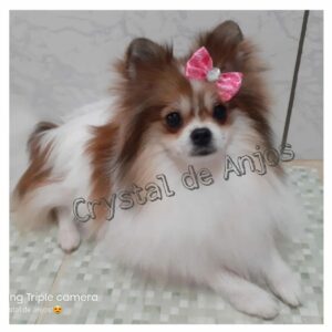 Spitz Alemão Anão Fêmea _ Canil _ na Bancada do Nosso Banho e Tosa _ Aurora