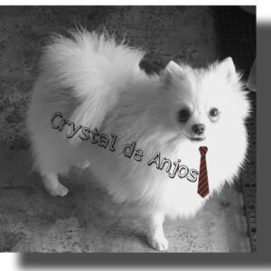 spitz alemão macho_Frederico