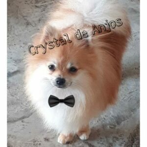 spitz alemão macho_lobinho