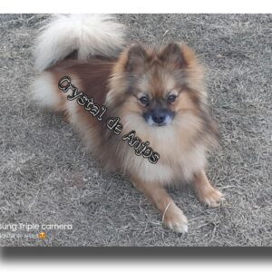 spitz alemão fêmea no gramado_Stella