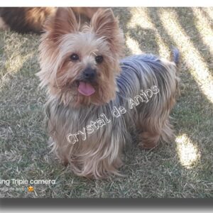 Yorkshire Terrier _ Filhotes _ Canil _ 18.07.22_vivi_01 Yorkshire Terrier _ Filhotes _ Canil _ 18.07.22_vivi_01