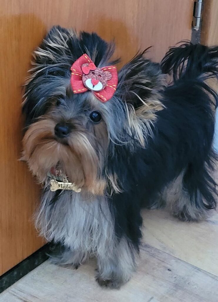 Clientes Satisfeitos _ Filhote de Yorkshire Terrier Malu Andradina _ Canil Crystal de Anjos