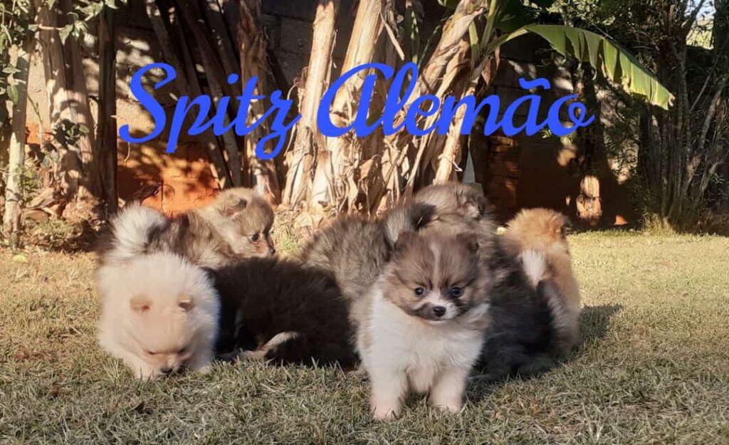 Spitz Alemão _ Filhotes Disponíveis _ Canil