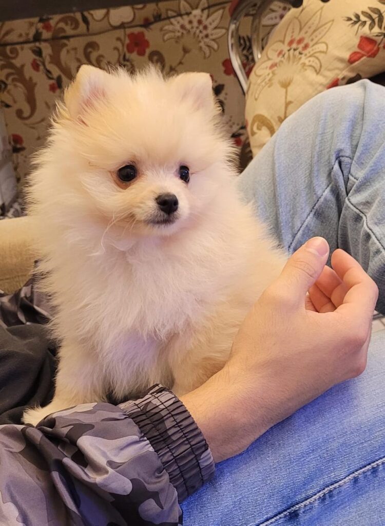 Clientes Satisfeitos _ Filhote de Spitz Alemão Anão _ Jimmy_14.06.22 _ Canil Crystal de Anjos