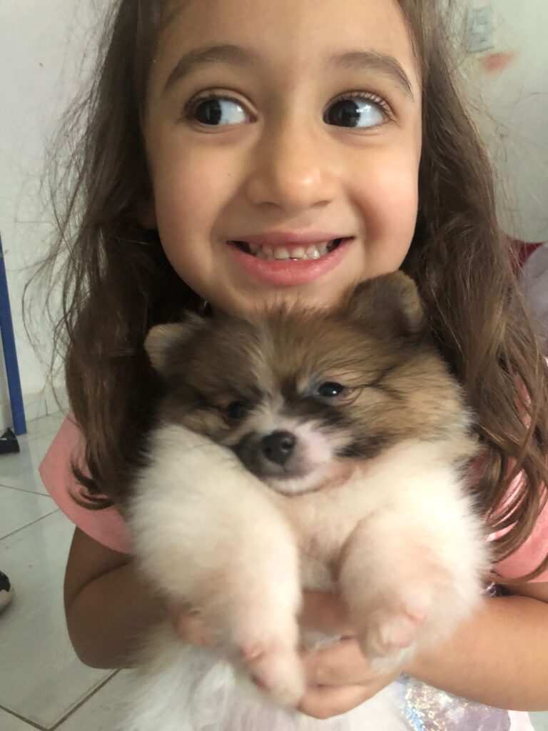 Clientes Satisfeitos _ Filhote de Lulu da Pomerânia _ Petisco_19.06.22 _ Canil Crystal de Anjos