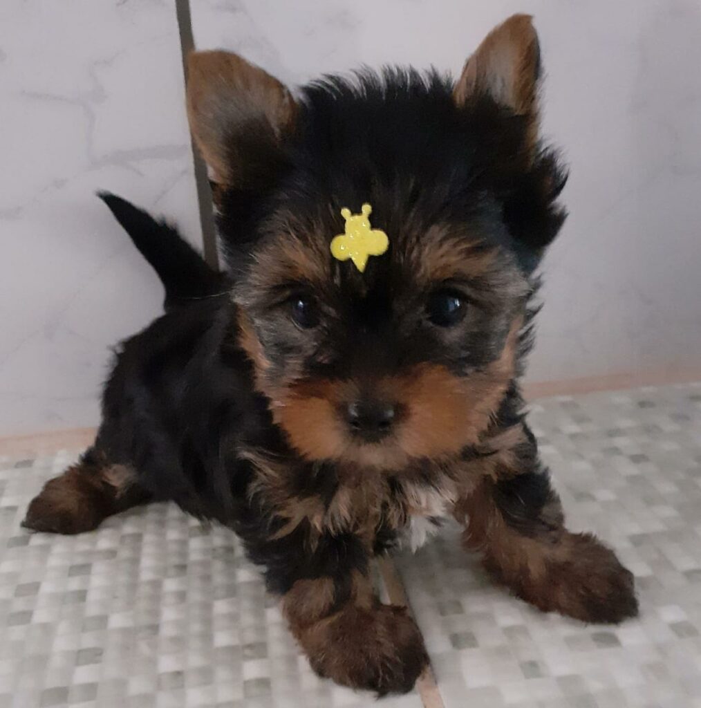 Yorkshire Terrier Filhote