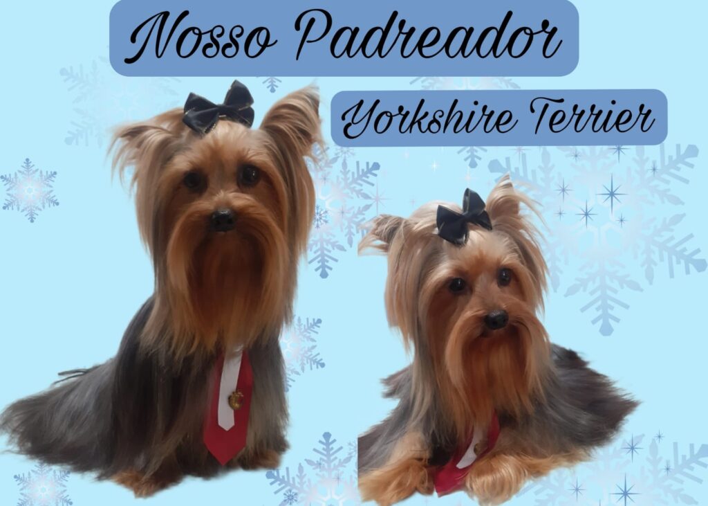 Yorkshire Terrier _ Filhotes _ Canil _ Eathan 11.22_1