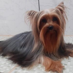 filhotes de yorkshire terrier e spitz alemão para venda no Canil _ Eathan 11.22_3 filhotes de yorkshire terrier e spitz alemão para venda no Canil _ Eathan 11.22_3