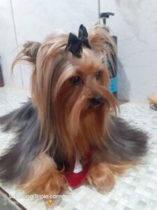 Yorkshire Terrier _ Filhotes _ Canil _ Eathan 11.22_5