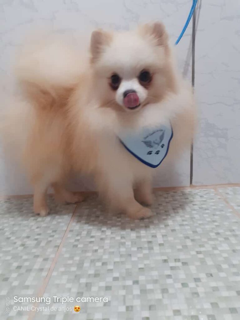 spitz alemão macho_Frederico