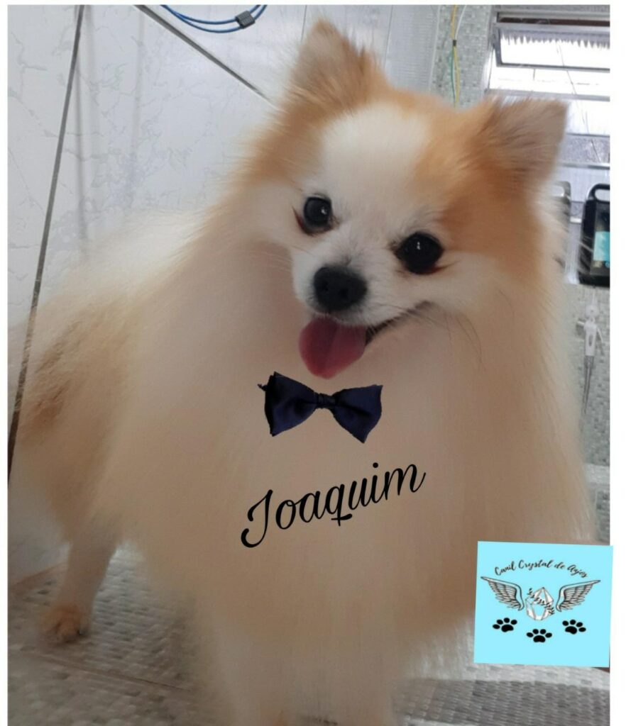 spitz alemão macho_Joaquim