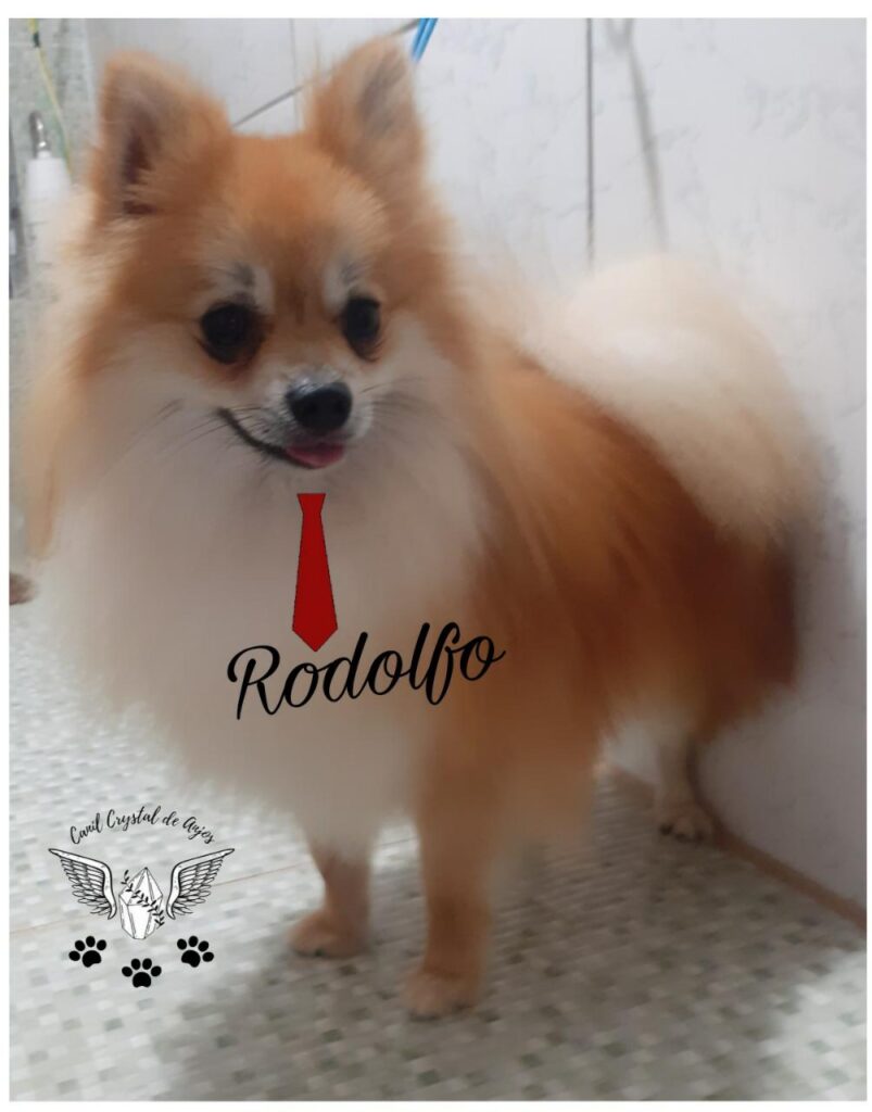 spitz alemão macho_Rodolfo