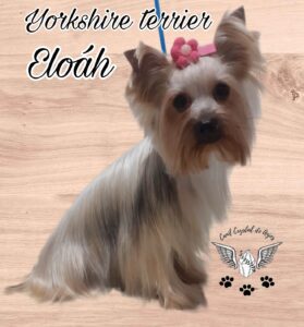 Yorkshire Terrier _ Filhotes _ Canil _ Eloáh Matriz