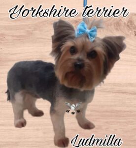 filhotes de yorkshire terrier e spitz alemão para venda no Canil _ ludmilla_26.11.22