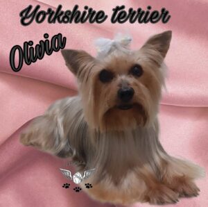 filhotes de yorkshire terrier e spitz alemão para venda no Canil _ olivia_26.11.22