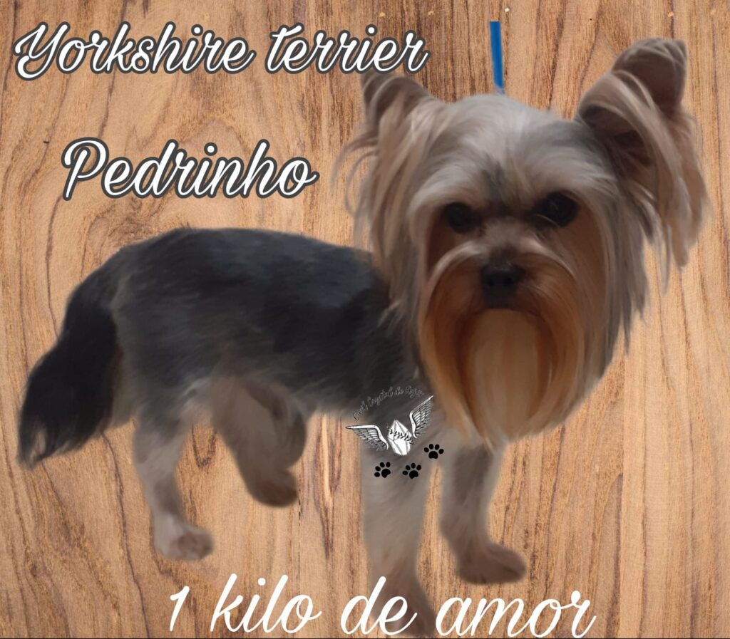Yorkshire Terrier _ Filhotes _ Canil _ pedrinho26.11.22