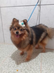 spitz alemão fêmea_Rebeca