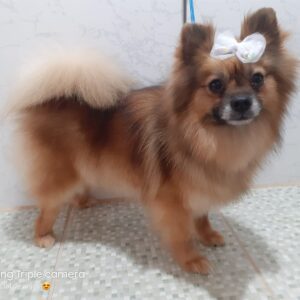 spitz alemão fêmea na bancada_Stella