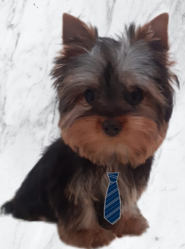 Yorkshire Terrier Filhote, Previsão de como Ficará em 6 meses