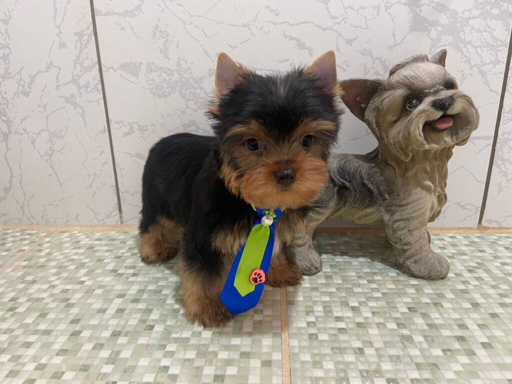 Yorkshire Terrier Filhotinho Macho Marrento 06.12.22_2