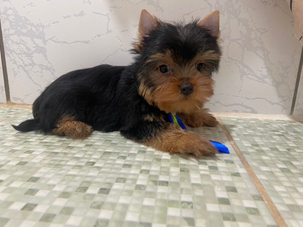 Yorkshire Terrier Filhotinho Macho Marrento 06.12.22_3