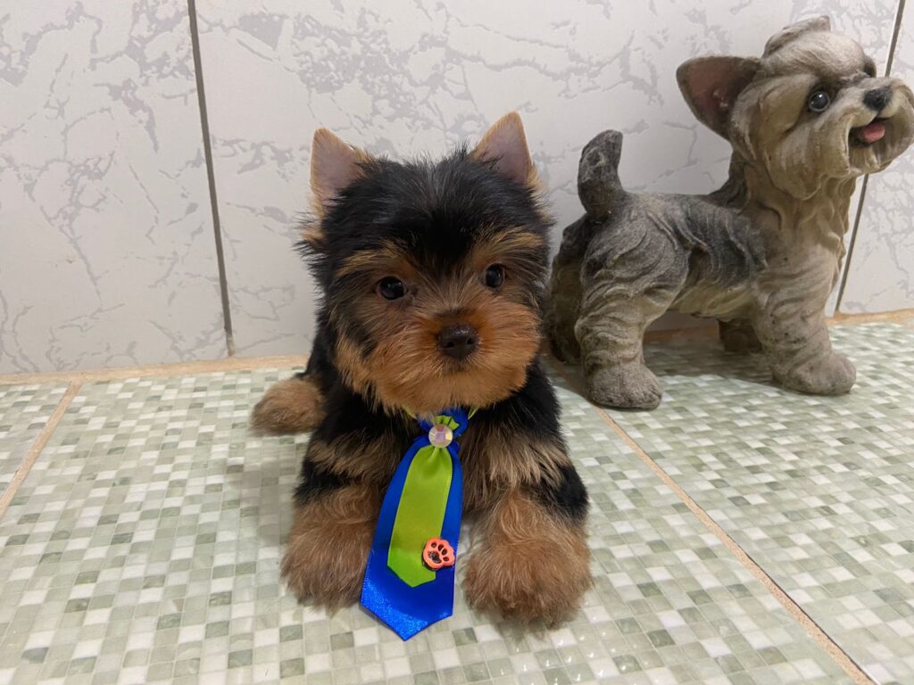 Yorkshire Terrier Filhotinho Macho Marrento 06.12.22_4