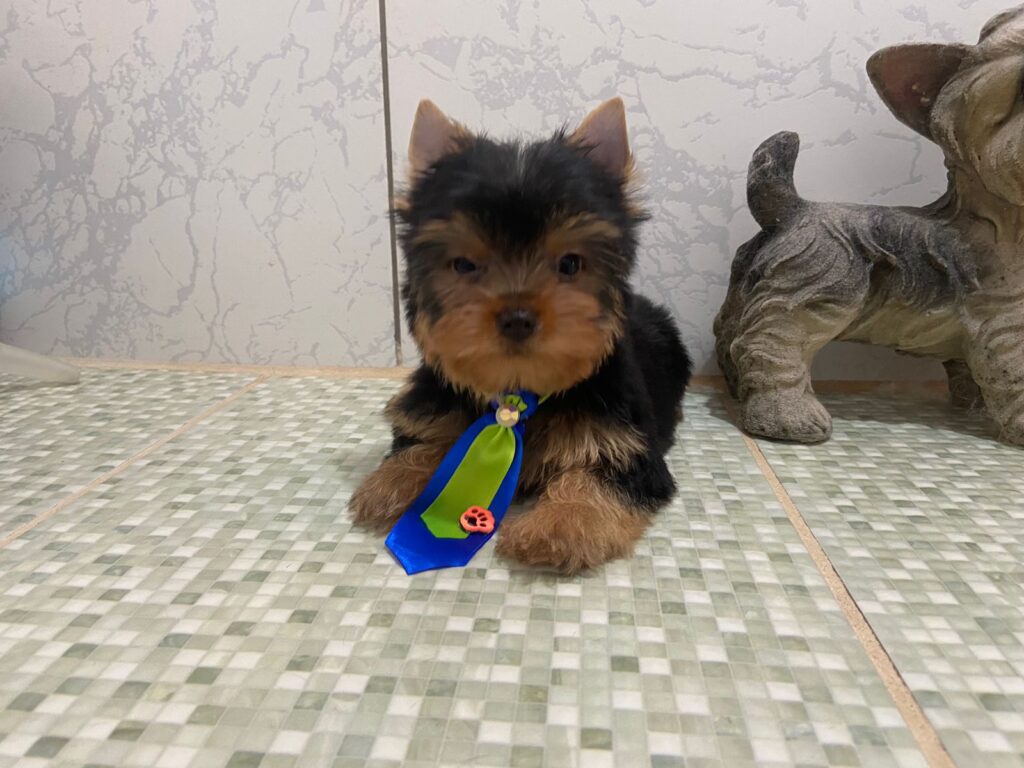 Yorkshire Terrier Filhotinho Macho Marrento 06.12.22_5