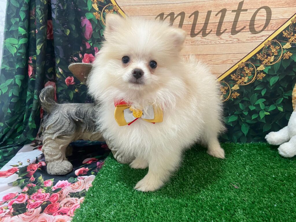 Spitz Alemão Macho Branco Pérola Filhote_80 dias