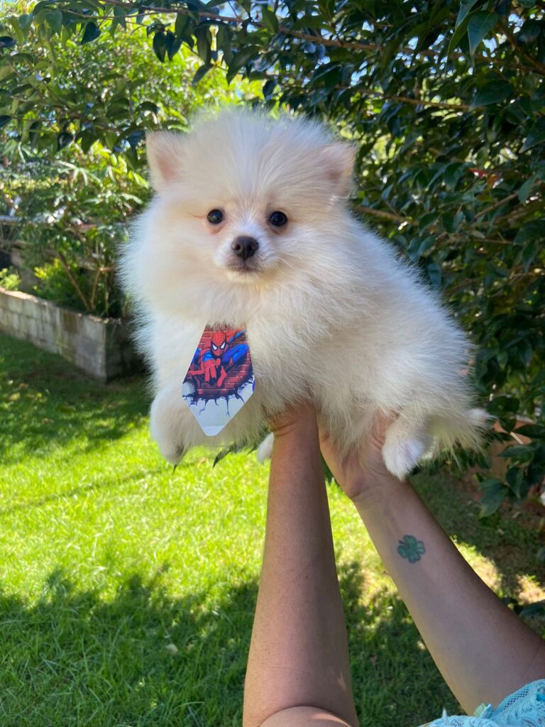 Spitz Alemão Macho Branco Pérola Filhote_70 dias