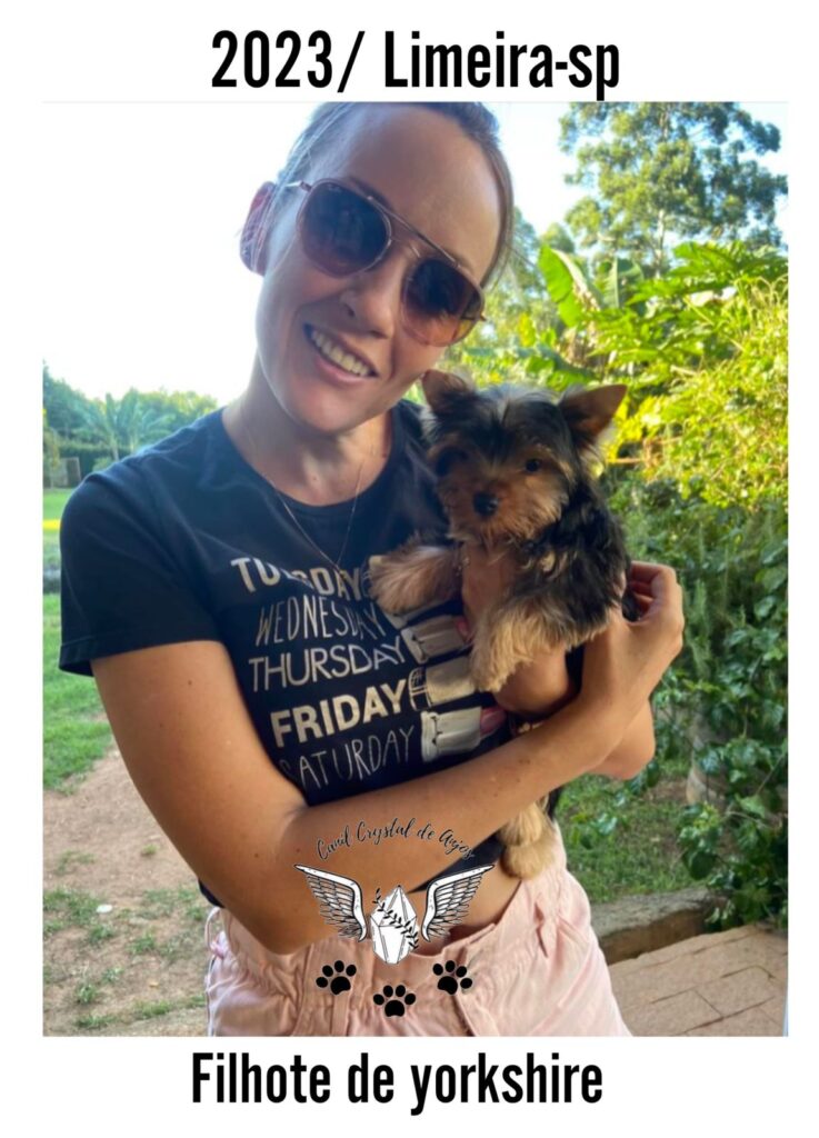 Cliente Satisfeito de Yorkshire Terrier_03.23_Limeira