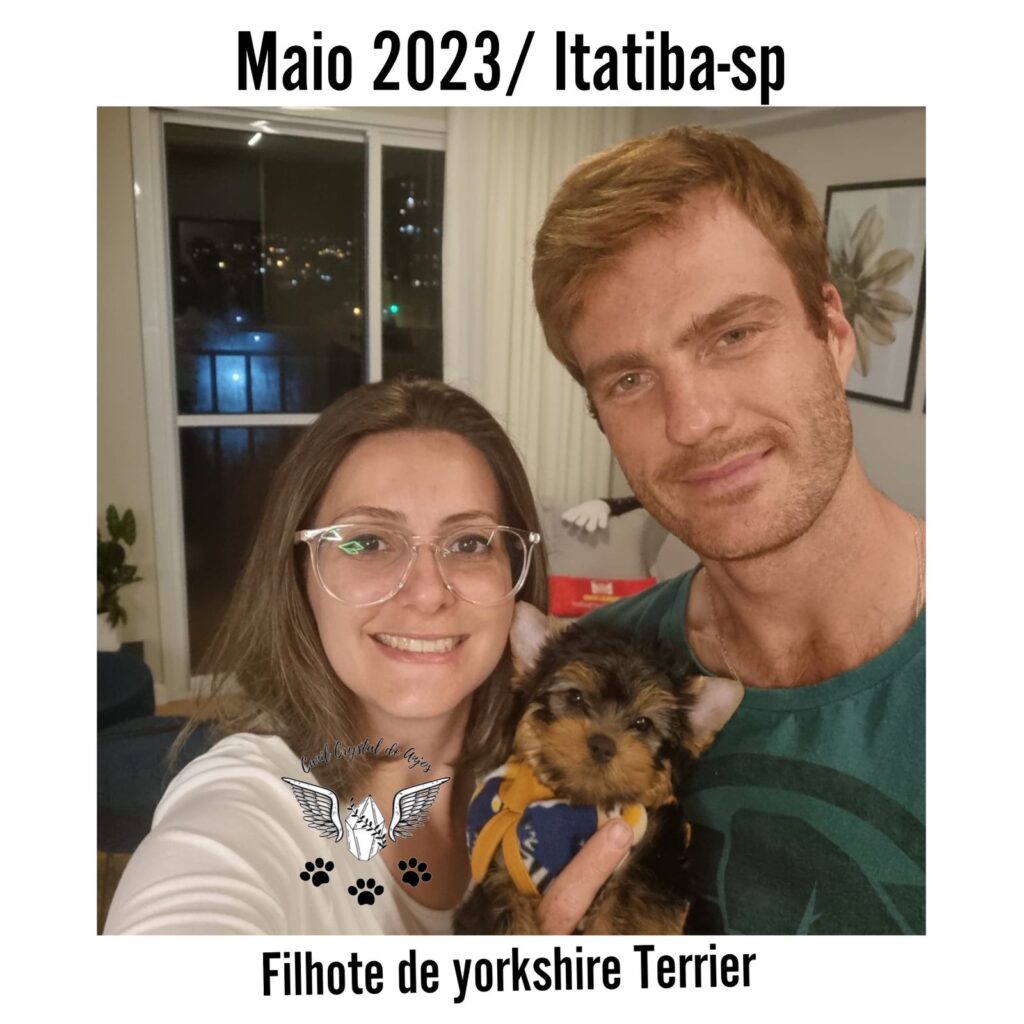 Cliente Satisfeito de Yorkshire Terrier_05.23_Itatiba