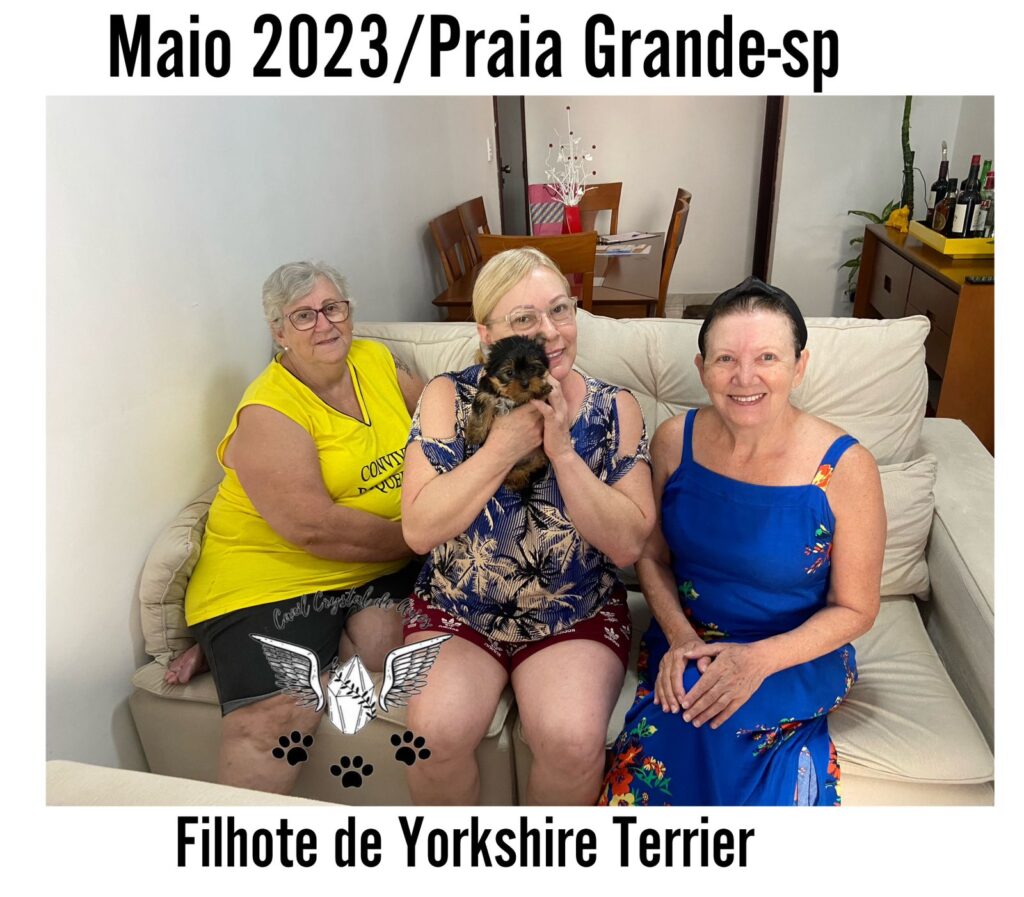 Cliente Satisfeito de Yorkshire Terrier_05.23_Praia Grande