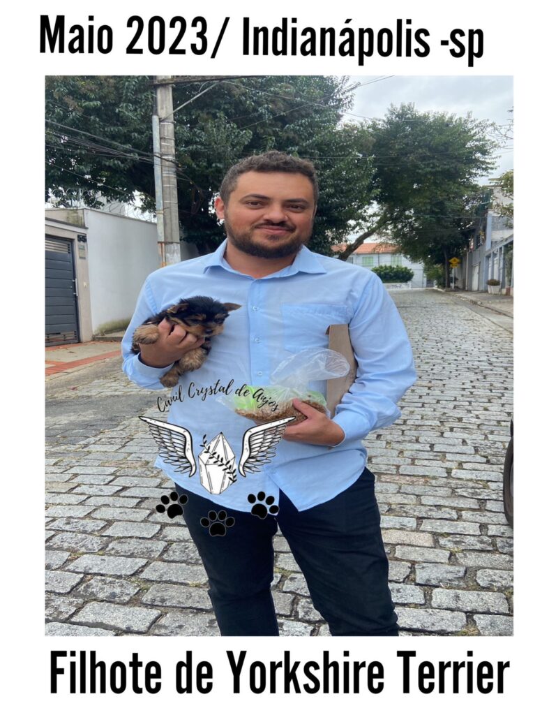 Cliente Satisfeito de Yorkshire Terrier_05.23_São Paulo