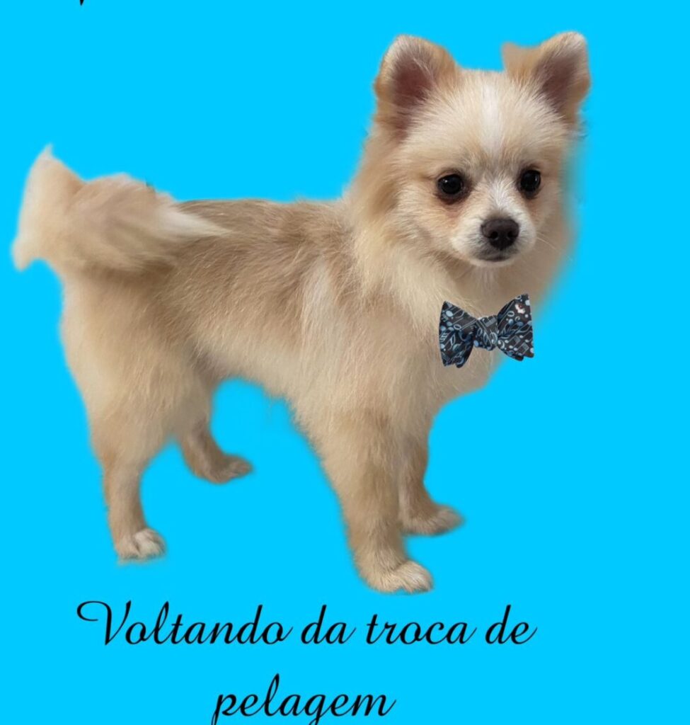 spitz macho branco pérola filhote_5 meses_3
