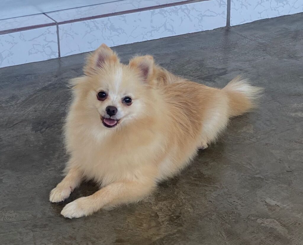 Spitz Alemão Macho Branco Pérola filhote_7 meses_2