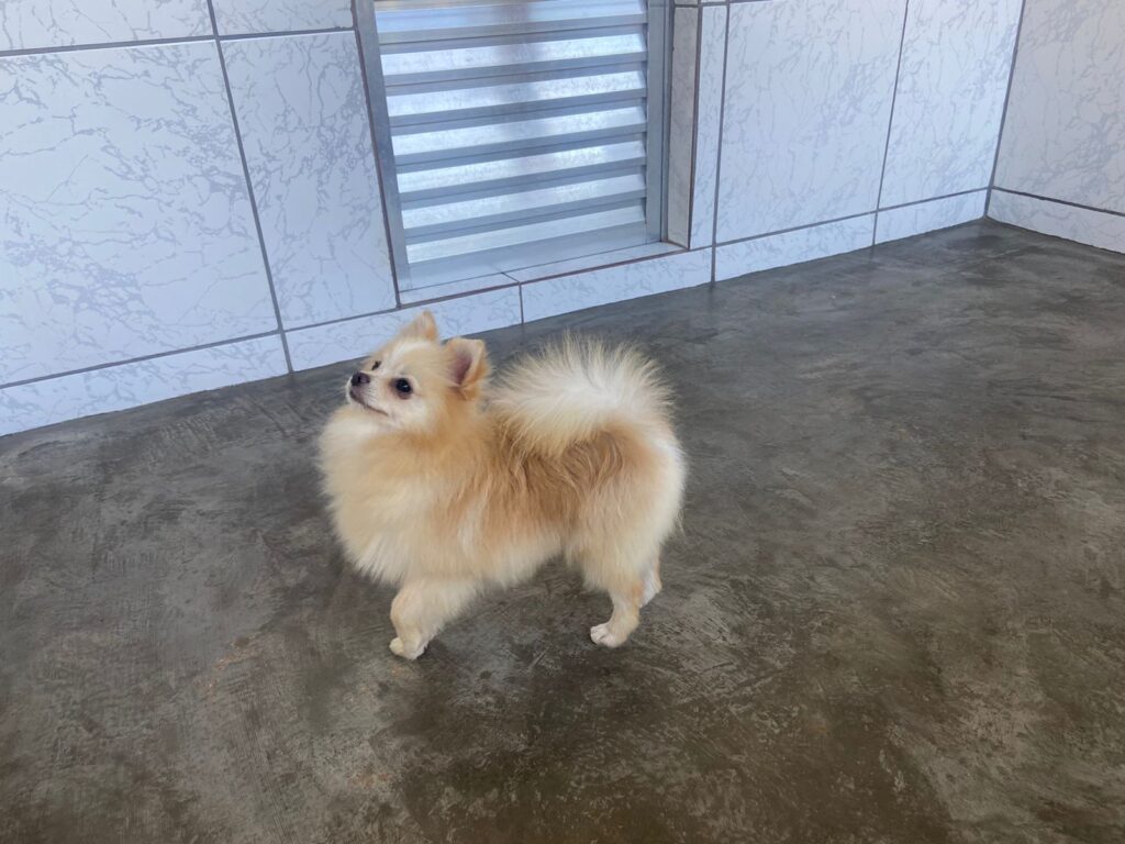 Spitz Alemão Macho Branco Pérola filhote_7 meses_3