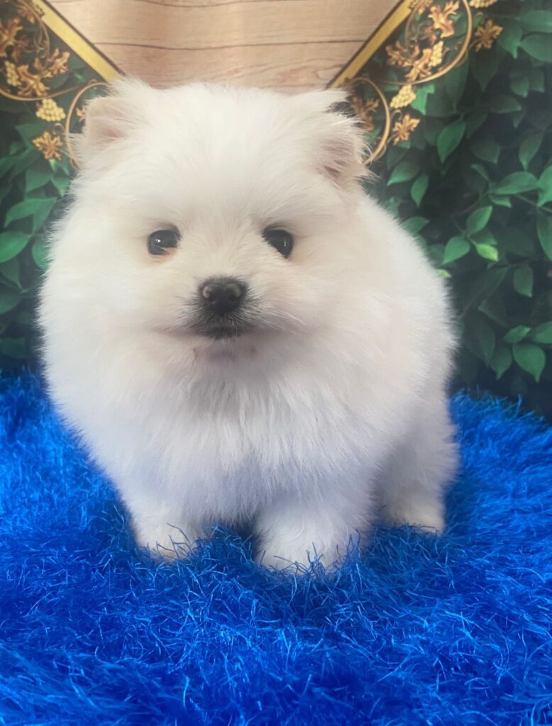 Spitz Alemão Macho Branco Pérola. 20.06.23 (4)