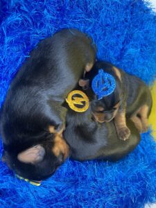 Filhote Yorkshire Terrier 24.04.24.1