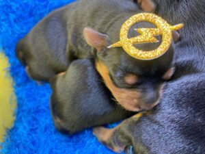 Filhote Yorkshire Terrier 24.04.24.2